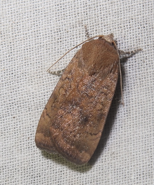 Noctua interjecta - zömök sárgafűbagoly