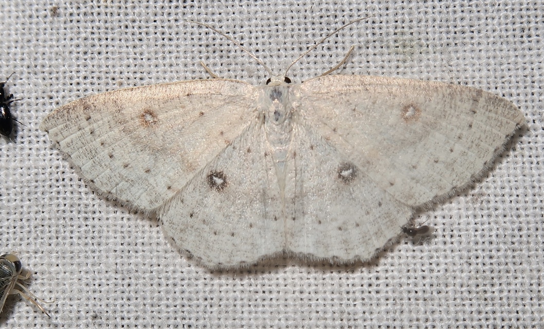 Cyclophora albipunctata - hegyi pettyesaraszoló