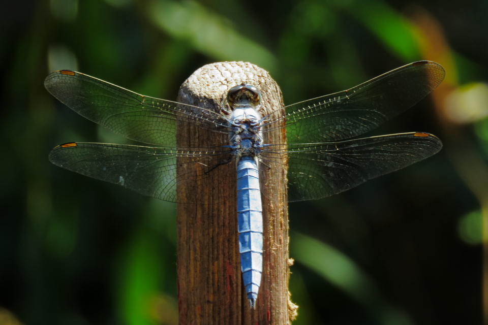 Orthetrum brunneum - pataki pásztorszitakötő