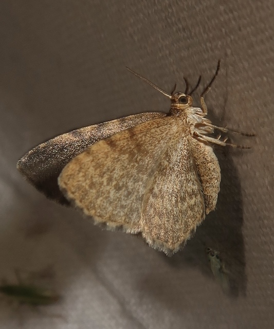Euchoeca nebulata - barnás égeraraszoló