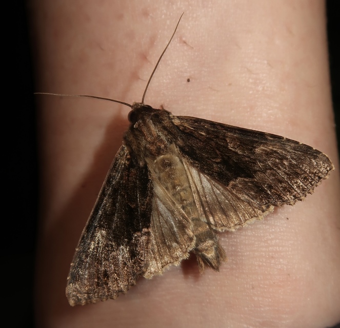 Apamea monoglypha - nagy dudvabagoly
