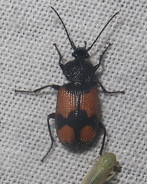 Panagaeus cruxmajor - nagy keresztesfutó