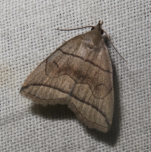 Herminia grisealis - ligeti karcsúbagoly