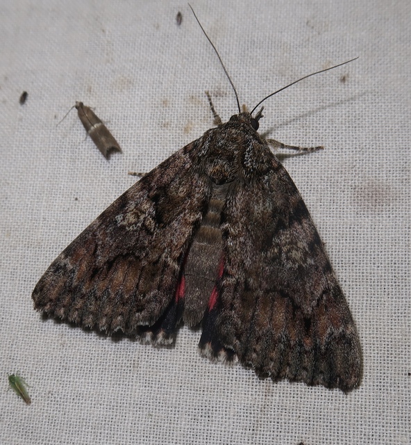 Catocala sponsa - tölgyfa-övesbagoly