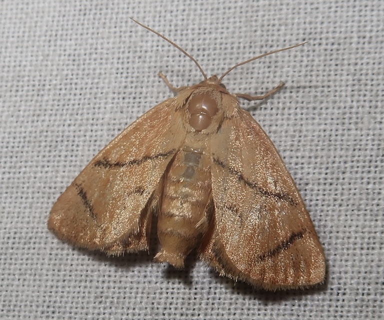 Apoda limacodes - kagylólepke