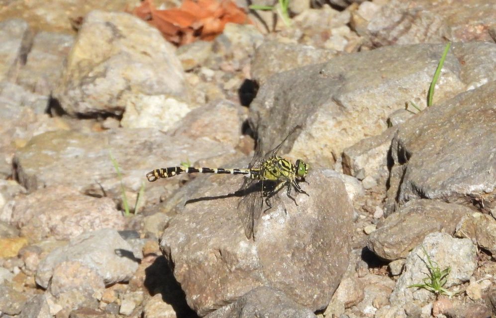 Onychogomphus forcipatus - gyűrűs folyami-szitakötő