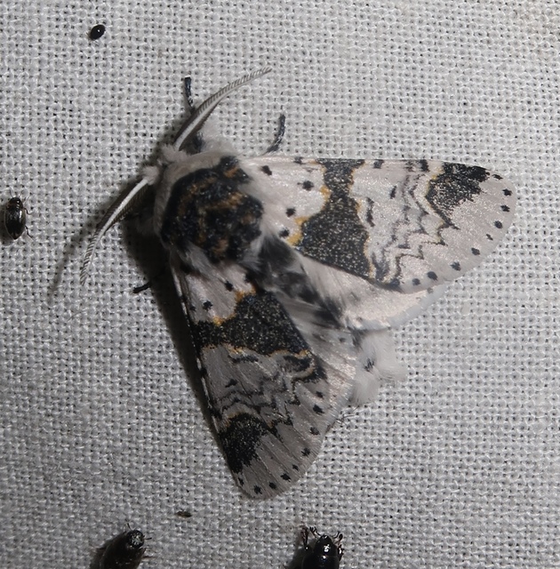 Furcula bicuspis - apáca-púposszövő