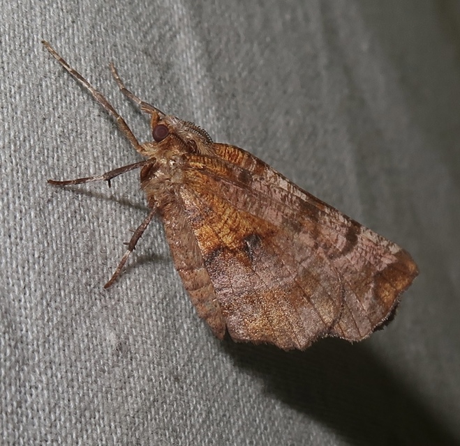 Selenia dentaria - kétfoltos holdasaraszoló