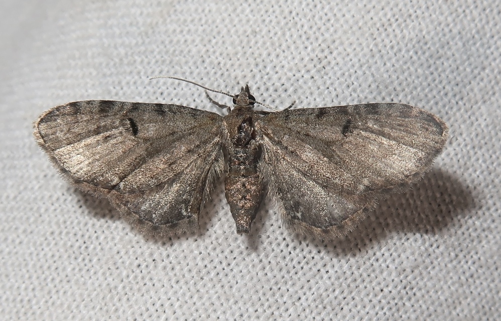 Eupithecia absinthiata - üröm-törpearaszoló