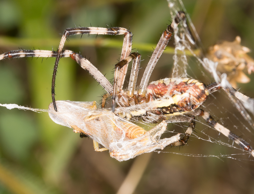 Argiope bruennichi - darázspók
