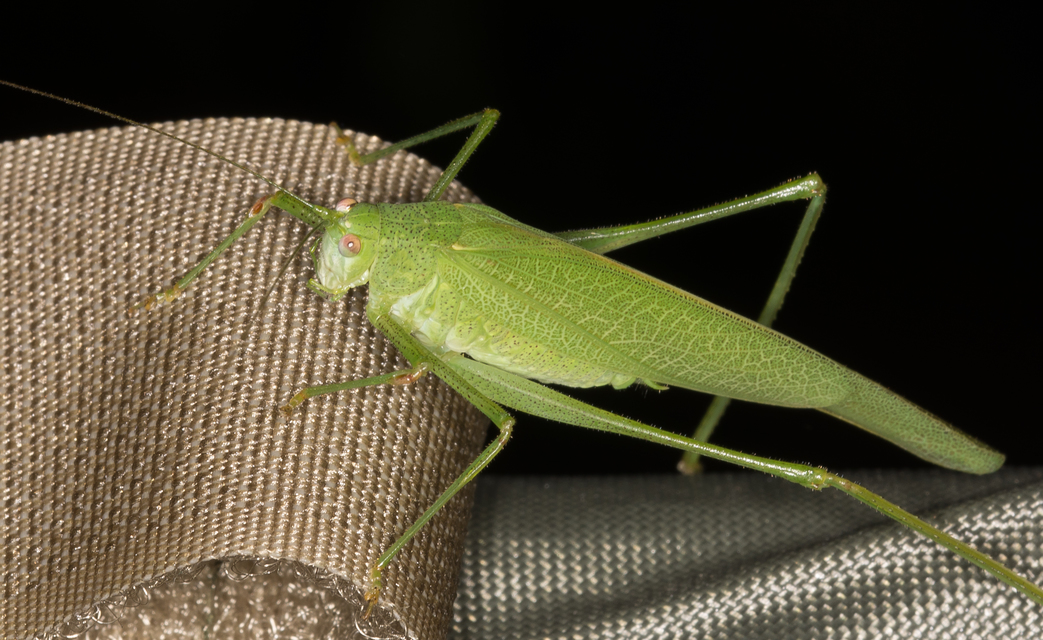 Phaneroptera nana - pontozott repülőszöcske
