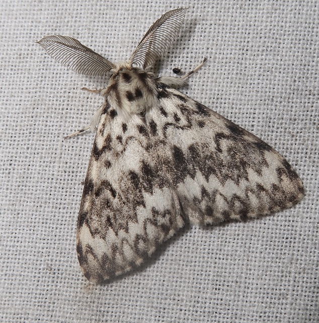 Lymantria monacha - apácalepke