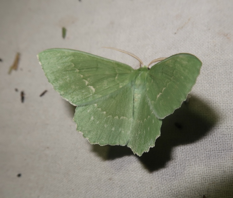 Geometra papilionaria - nagy zöldaraszoló