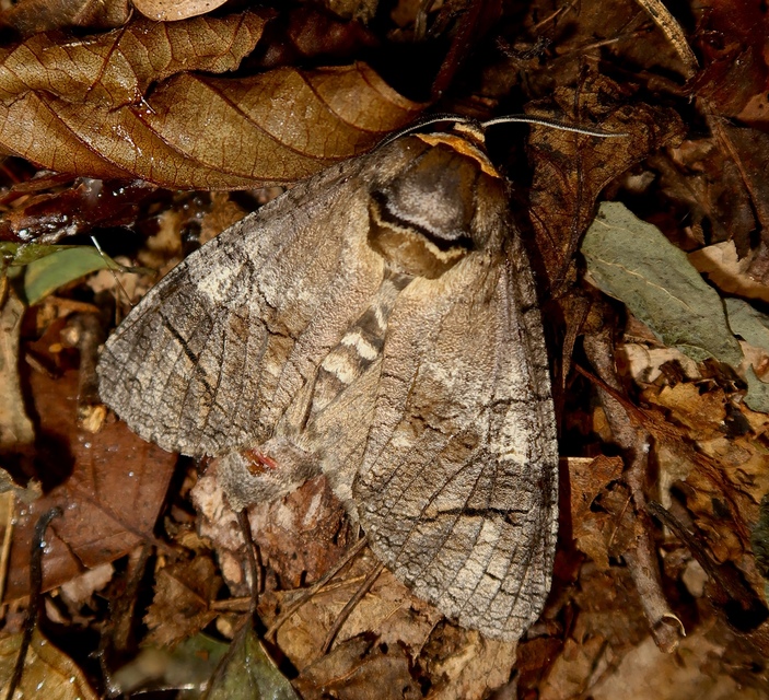 Cossus cossus - fűzfarontólepke