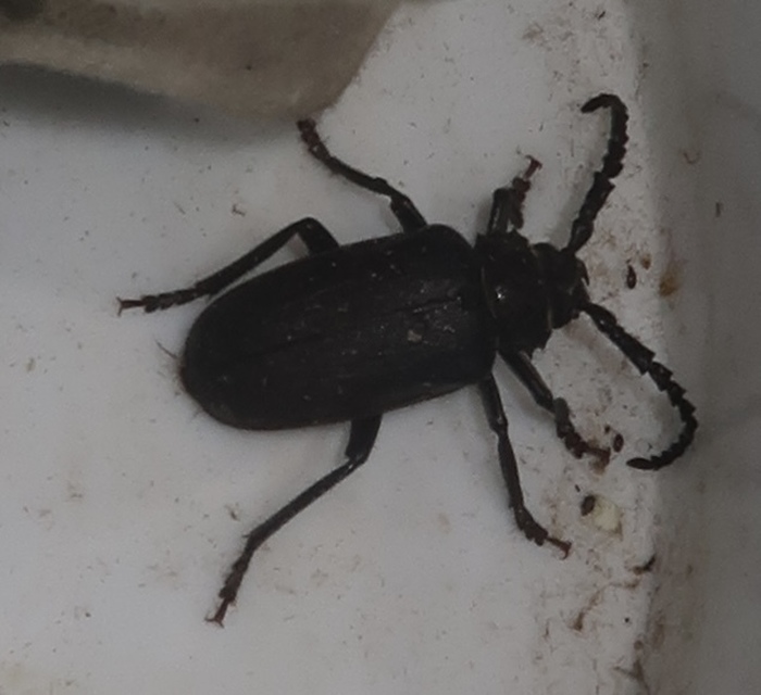 Prionus coriarius - csőszcincér