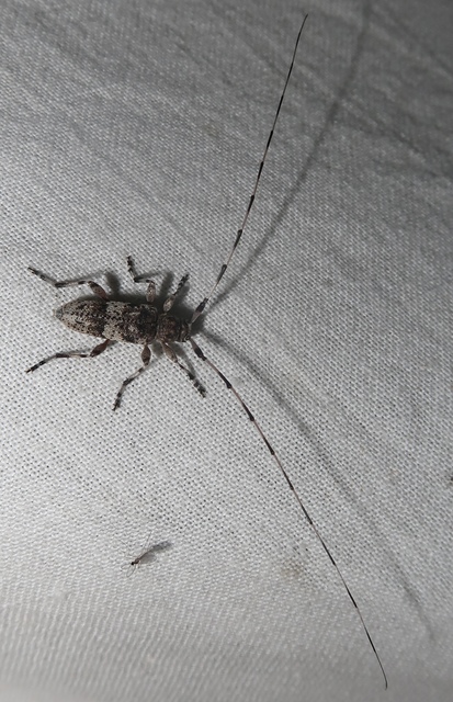 Acanthocinus griseus - szürke daliáscincér