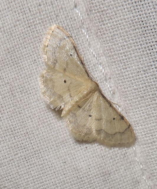 Idaea politaria - vonalas apróaraszoló