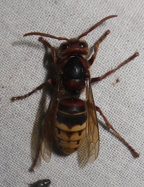 Vespa crabro - lódarázs