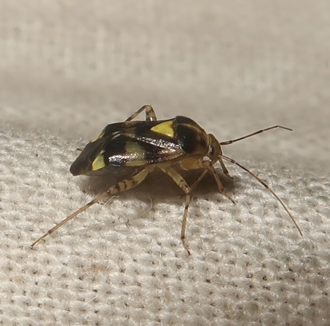 Liocoris tripustulatus - hárompettyes mezeipoloska