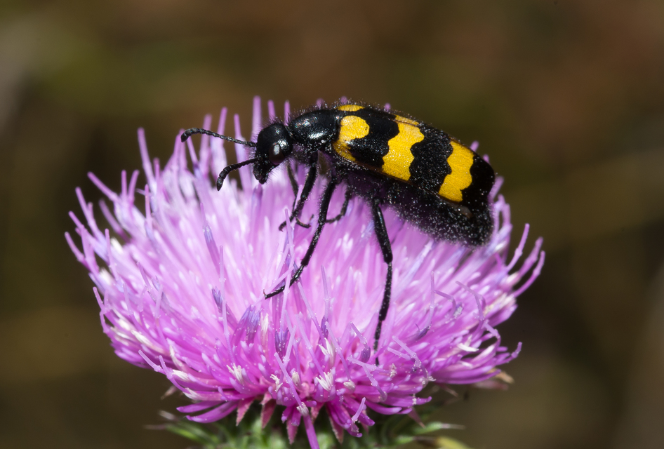 Mylabris variabilis - szalagos hólyaghúzó Mylabris variabilis - szalagos hólyaghúzó
