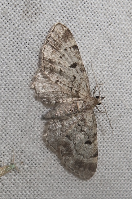 Eupithecia abietaria - nagyfoltú törpearaszoló