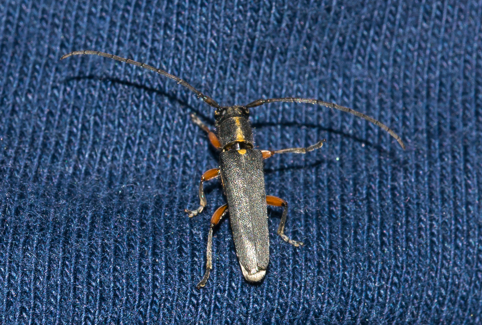 Phytoecia icterica - murokcincér Phytoecia icterica - murokcincér