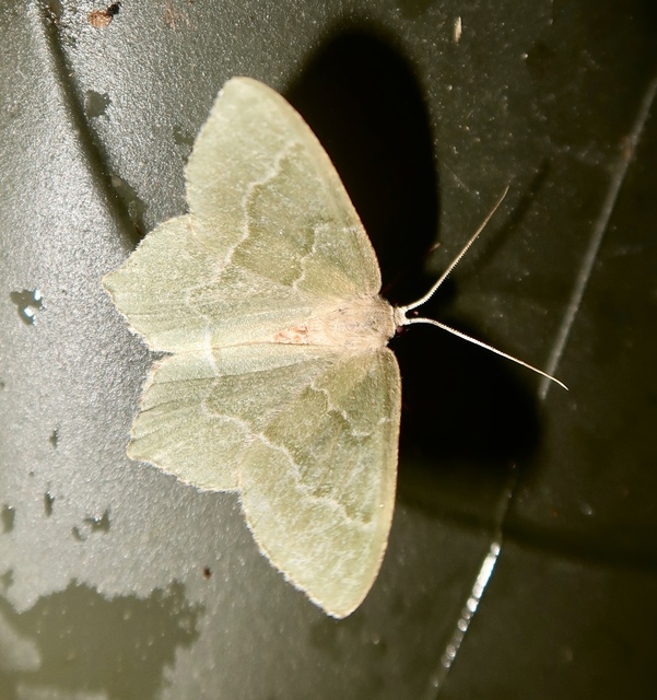 Hemithea aestivaria - nyír-zöldaraszoló