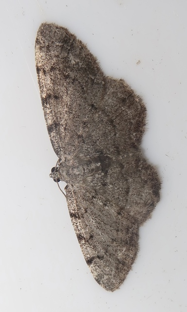 Aethalura punctulata - szürke égeraraszoló