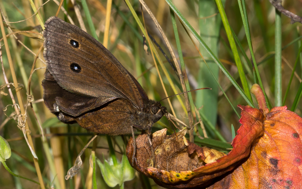 Minois dryas - fekete szemeslepke