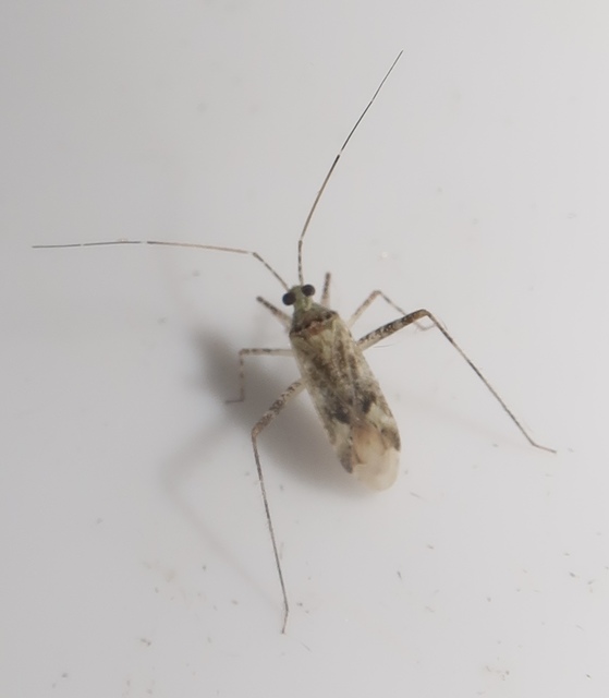 Phytocoris