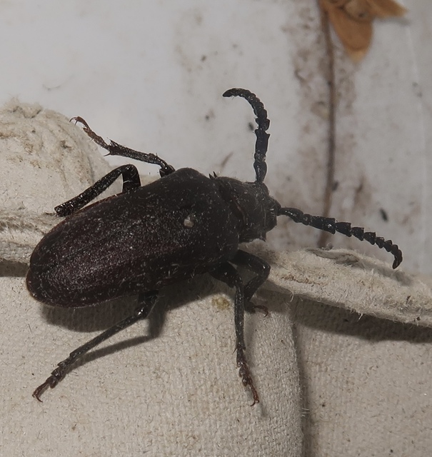 Prionus coriarius - csőszcincér