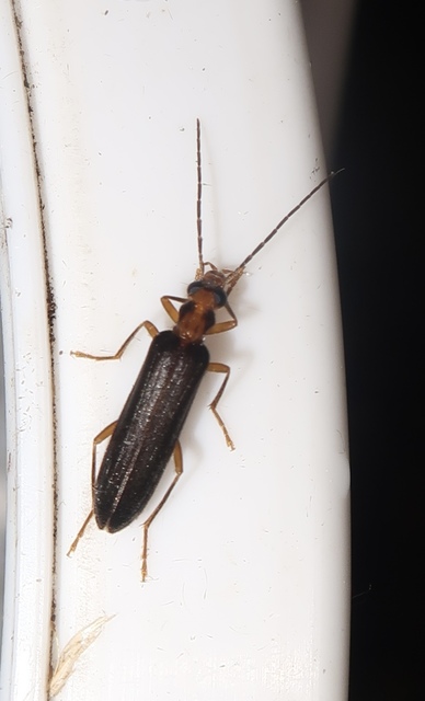 Nacerdes carniolica - karnóliai álcincér