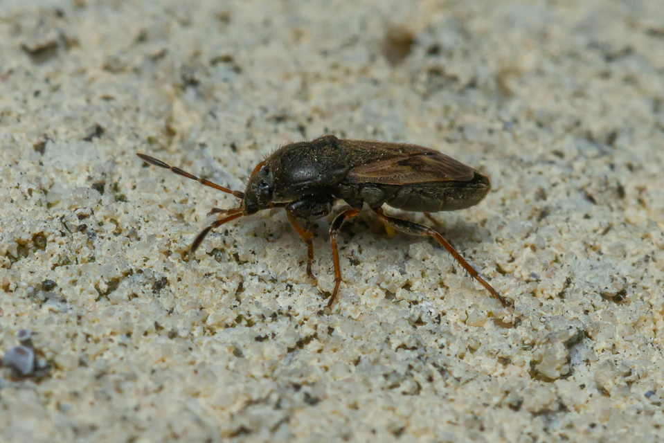 Megalonotus