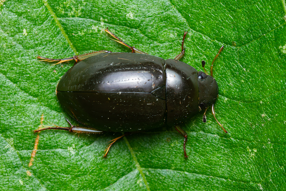 Hydrochara flavipes - sárgalábú csibor