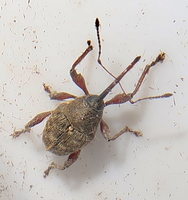 Curculio nucum - mogyorózsuzsóka