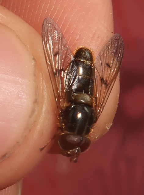 Ferdinandea ruficornis - fekete sörtéslégy