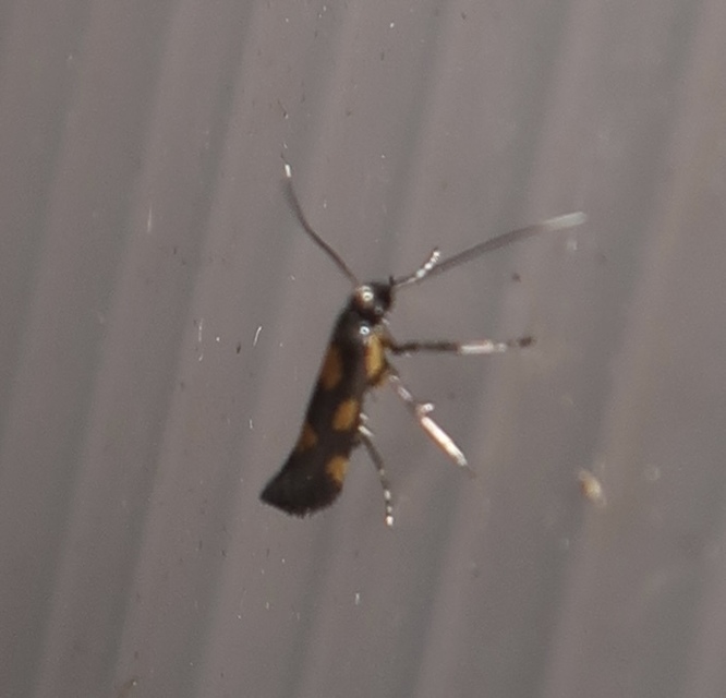 Euspilapteryx auroguttella - orbáncfű-keskenymoly
