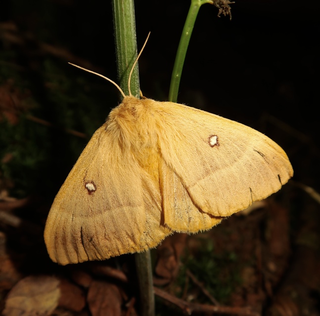Lasiocampa quercus - tölgyfaszövő
