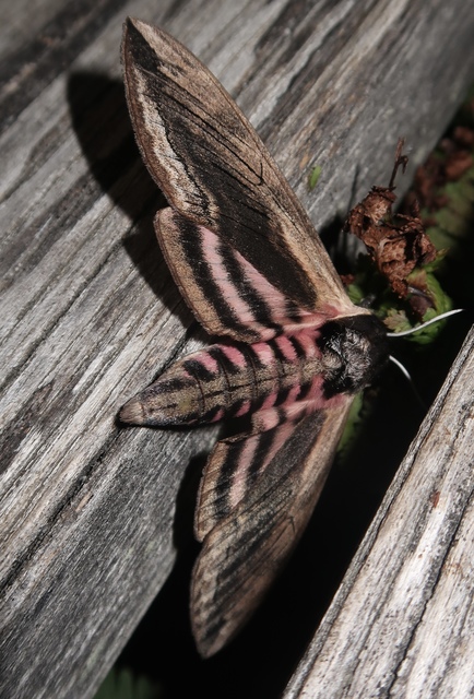 Sphinx ligustri - fagyalszender