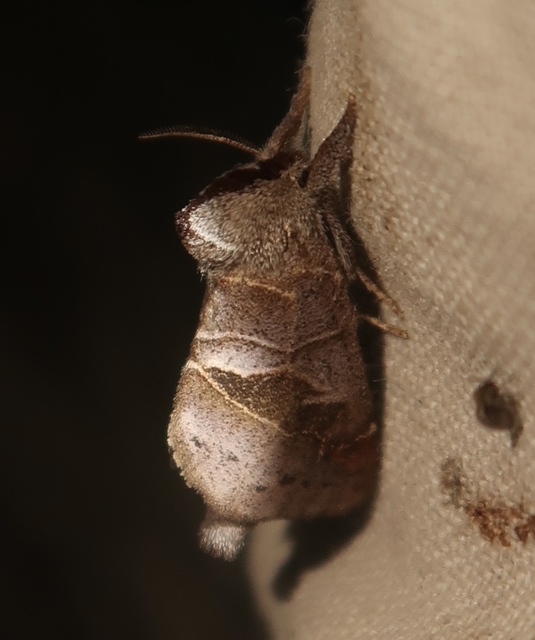 Clostera pigra - apró levélszövő