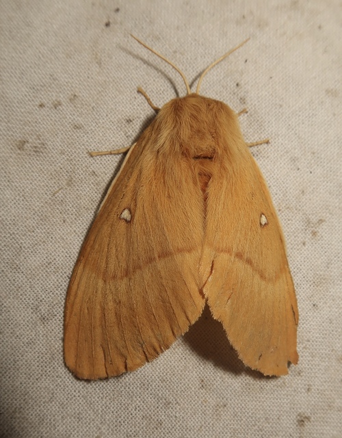 Lasiocampa quercus - tölgyfaszövő