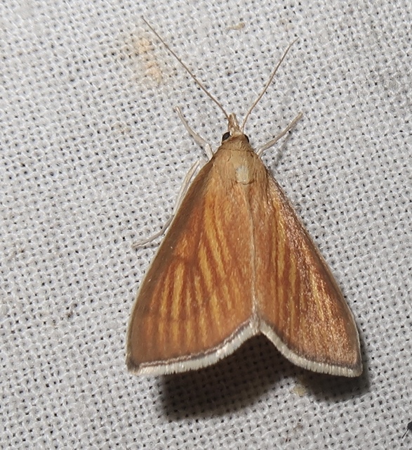 Nascia cilialis - sásrágó tűzmoly
