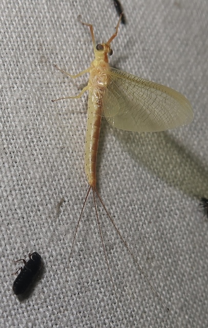 Potamanthus luteus - folyamvirág