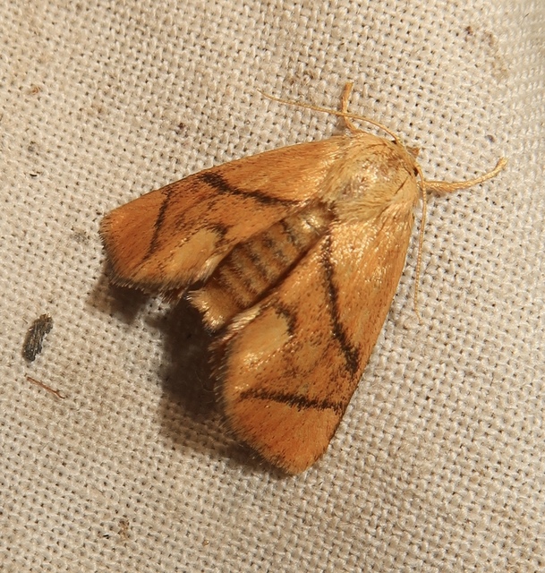 Apoda limacodes - kagylólepke