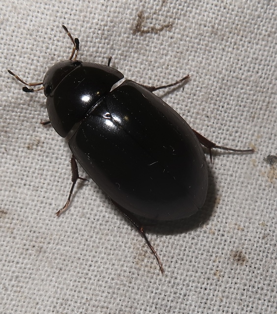 Hydrochara caraboides - kis csibor