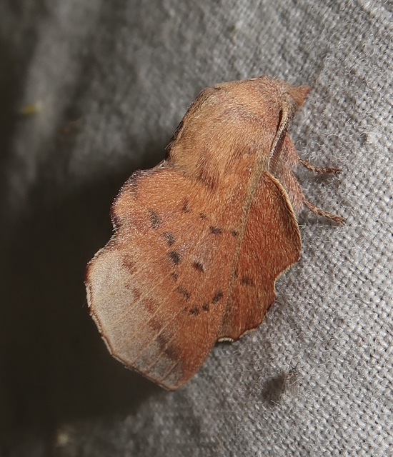 Phyllodesma tremulifolia - nyárlevélpohók