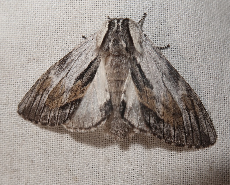 Harpyia milhauseri - pergamen-púposszövő