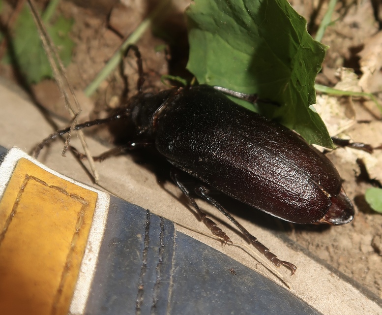 Prionus coriarius - csőszcincér