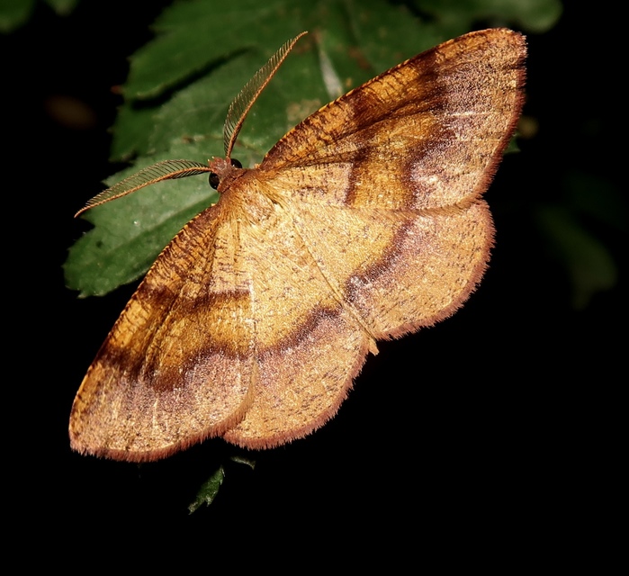 Plagodis pulveraria - szemcsés araszoló
