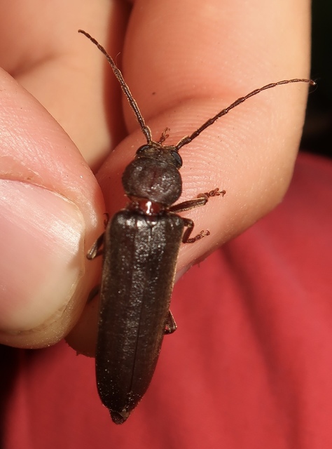Arhopalus rusticus - gödrösnyakú cincér